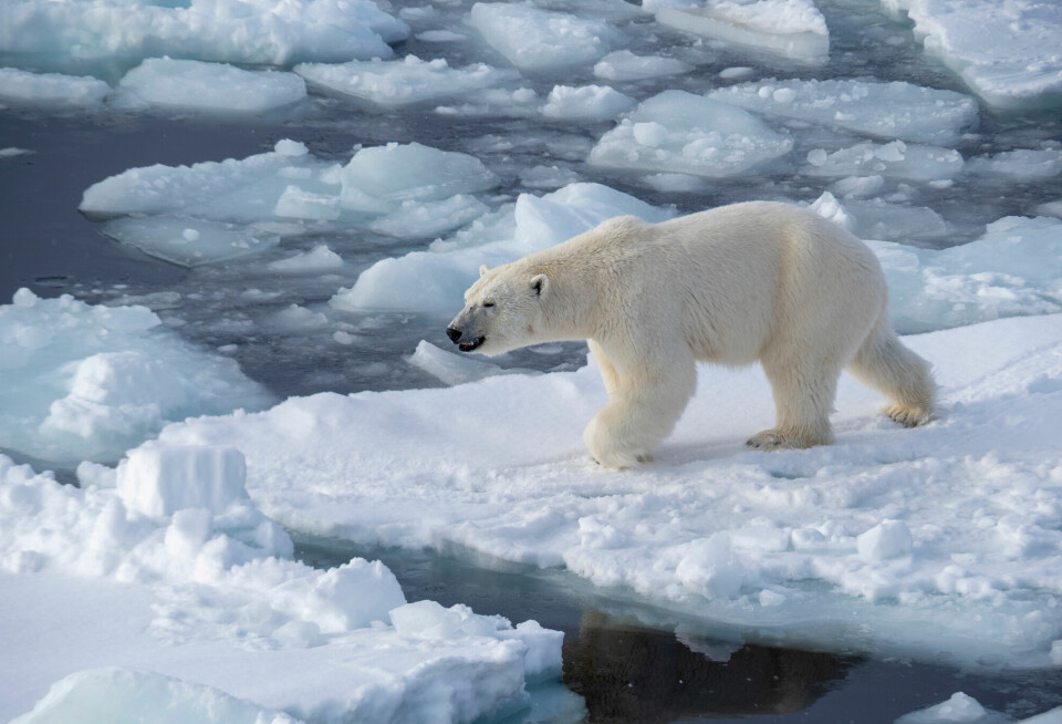 Fremskrittspartiet ønsker omkamp for hvor grensen for å lete etter olje og gass skal gå. Etter hvert som isen forsvinner, mener de områdene nord i Barentshavet må åpnes opp.