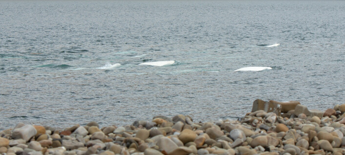 «Havets kanarifugler» synger i Adventfjorden