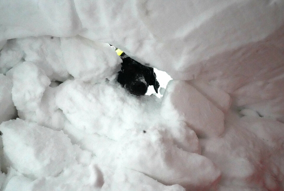 «Titt tei». Her titter Saga nysgjerrig inn i snøhulen hvor undertegnede lå. Flere ganger stakk hun snuten inn for å se, før hun flittig gravde videre for å komme inn.