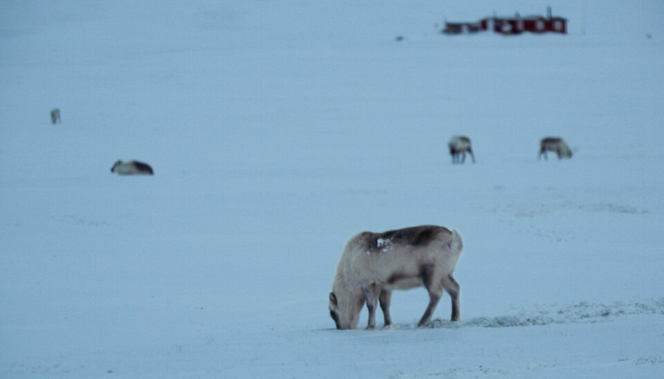 Jakter mat: Denne flokken med reinsdyr ble avbildet mellom Vestpynten og Bjørndalen sist helg.