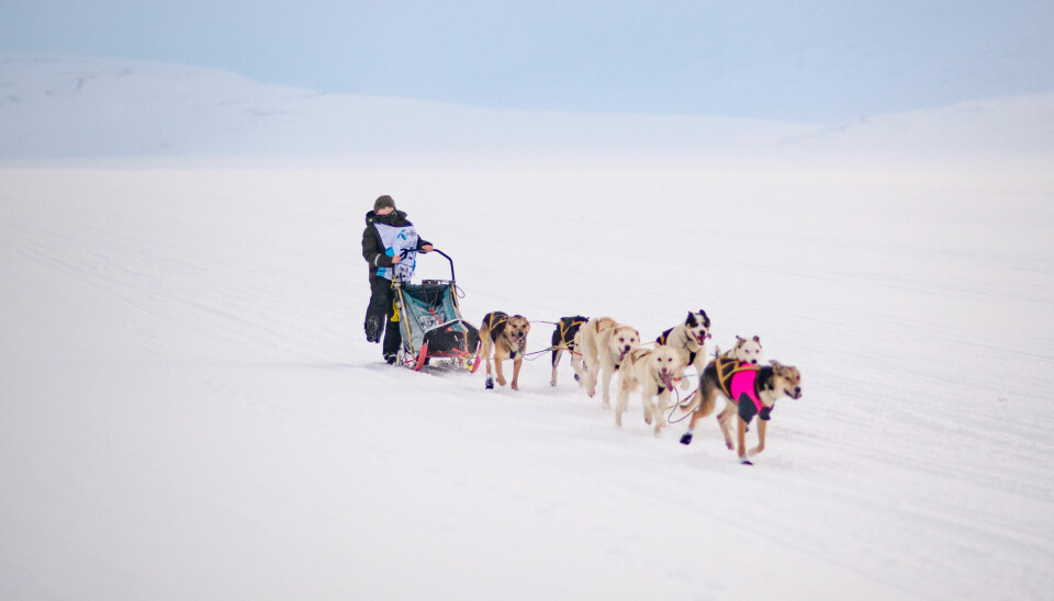 Emil Johnsen i Hilmar Nøis Trail sammen med lederhunden Magda og resten av team Vinn eller forsvinn.