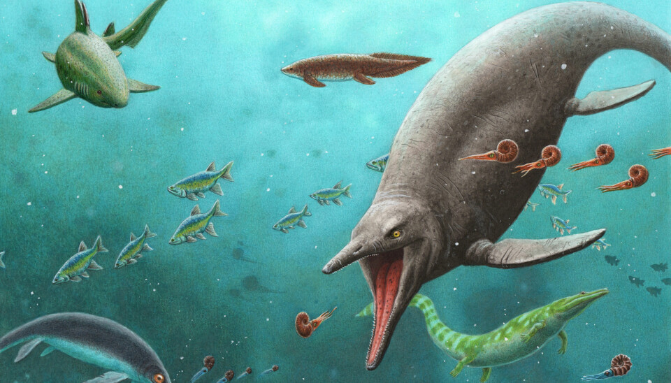 Nye funn viser at fiskeøglene allerede for 250 millioner år siden var spesialister på å svømme. Det mener paleontologene nå tyder på at utviklingen til akkurat disse øglene startet før den store utryddelsen for 252 millioner år siden