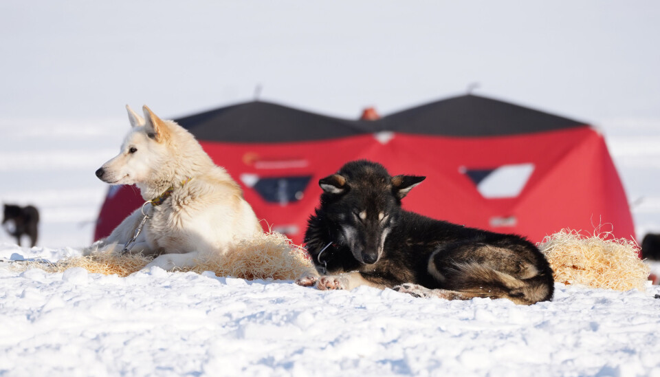 Til lørdag går startskuddet for årets Trappers trail. Det er allerede nå ni påmeldte lag, men arrangøren regner med at det vil doble seg i løpet av uka. Til lørdag går startskuddet for årets Trappers trail. Det er allerede nå ni påmeldte lag, men arrangøren regner med at det vil doble seg i løpet av uka.