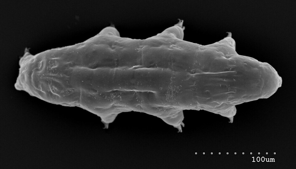 Bjørnedyret sett under et mikroskop.