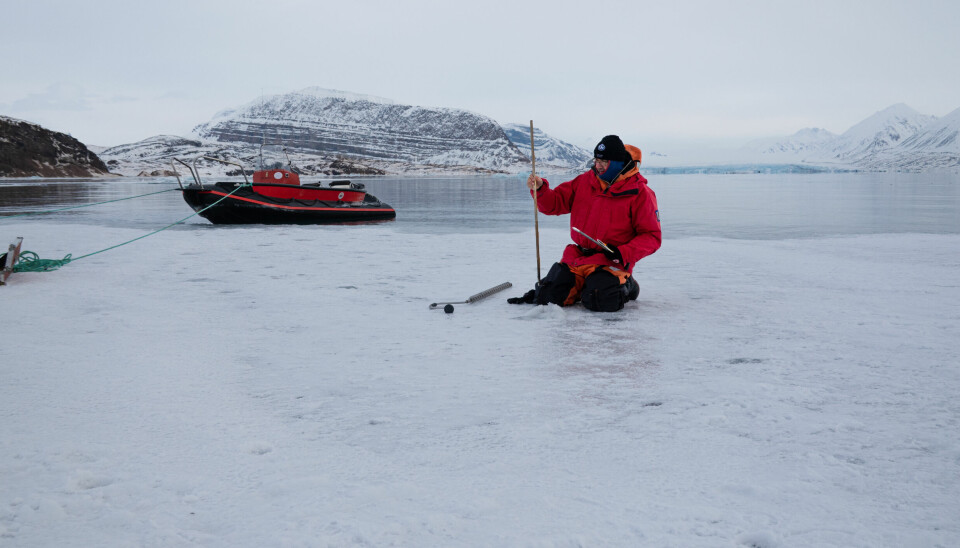 Havisforsker Sebastian Gerland borer seg igjennom i isflaket flere steder for å sjekke tykkelsen og få oversikt over hvor mye tykkelsen varierer på hele flaket. Han har vært med å forske på havisen i Kongsfjorden siden 1997. Den systematiske overvåkingen begynte i 2003.