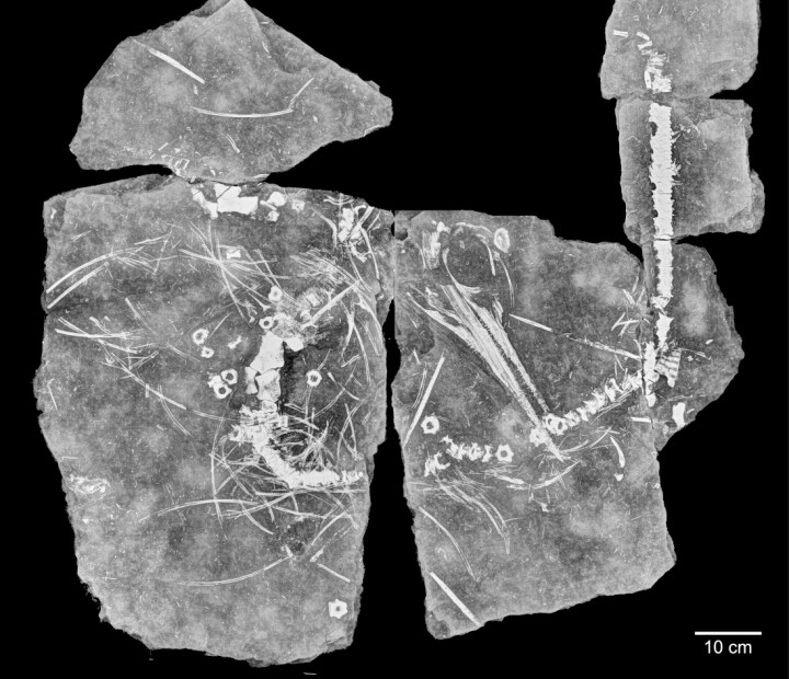 Opprinnelig skulle forskeren Victoria S. Engelschiøn bare lete etter muslinger blant sedimentet, men da øgla ble sendt gjennom røntgenmaskinen lyste også fossilet opp.