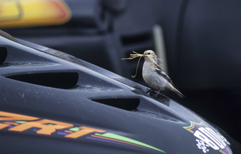 Har du fått snøspurt i panseret, oppfordrer BirdLife Svalbard til at du lar reiret ligge og vente til de midlertidige leieboerne har flyttet ut igjen.