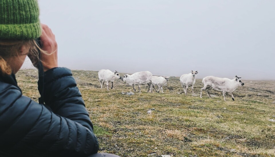 Lukasz Ulbrych studerer nøye kjønns- og alderssammensetningen av reinsdyr under tellingen i Adventdalen.