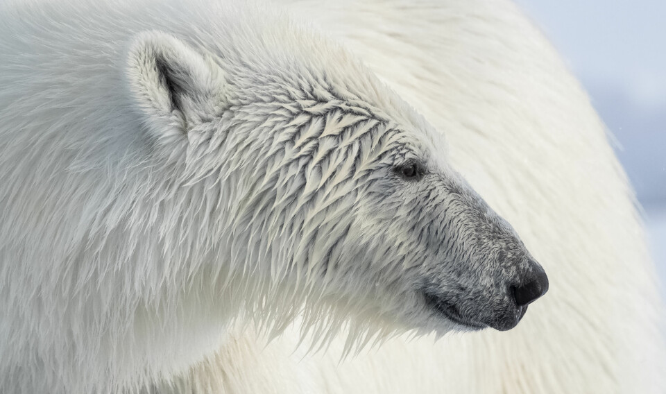 Det var denne bjørnen som ble funnet død tidligere i sommer. Binna er ungen til isbjørnen som på folkemunne ble kalt «Frost».