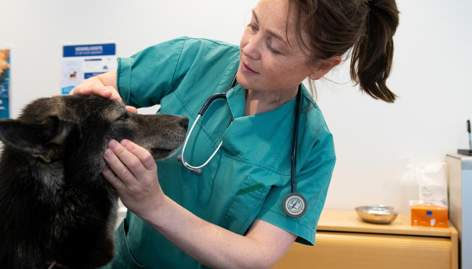 Veterinær Tone Heide undersøker hunden «Trass». Foreløpig har hun klinikk i Materiallagerets lokaler.