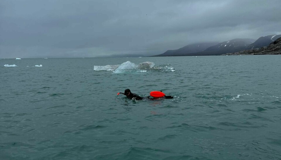 Isabelle Schulz svømte nesten 4 kilometer i Kongsfjorden, fra Blomstrandhalvøya til Brandalpynten, i slutten av juli.