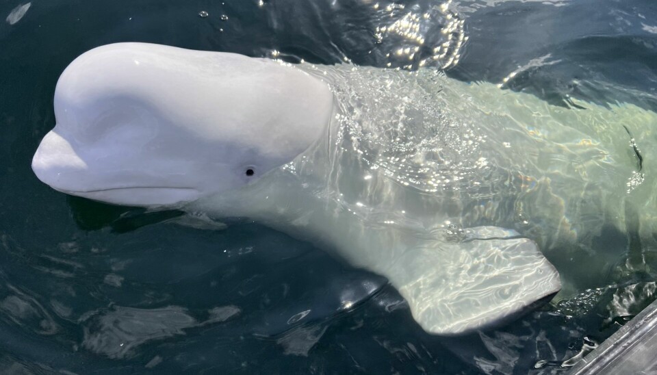 Den hvite belugahvalen «Hvaldimir» kan bli svalbardianer dersom OneWhale og dyrevernsorganisasjonen NOAH får gjennomslag.