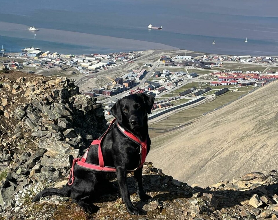 Tolletatens narkotikahund, Trygve, på fjelltur under oppholdet i Longyearbyen.