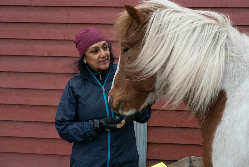 Hanna Halvarsson og islandshesten Flinkur kjenner hverandre godt. Siden 2009 har Halvarsson hjulpet til med stell av hestene på Hotellneset. Ifølge Halvarsson kan man se mye av Jørn i hestene. Kanskje spesielt i hesten Flinkur.