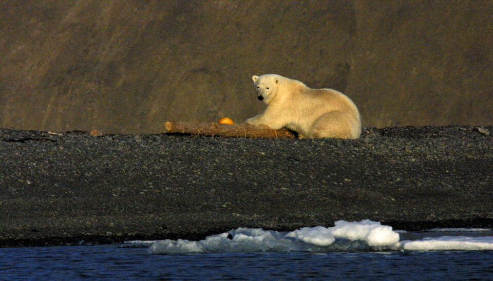 Uten is, klarer ikke isbjørn fange sel. Den lokale stammen på Svalbard tilpasser seg et liv på land og spiser blant annet fugleegg for stagge sulten.