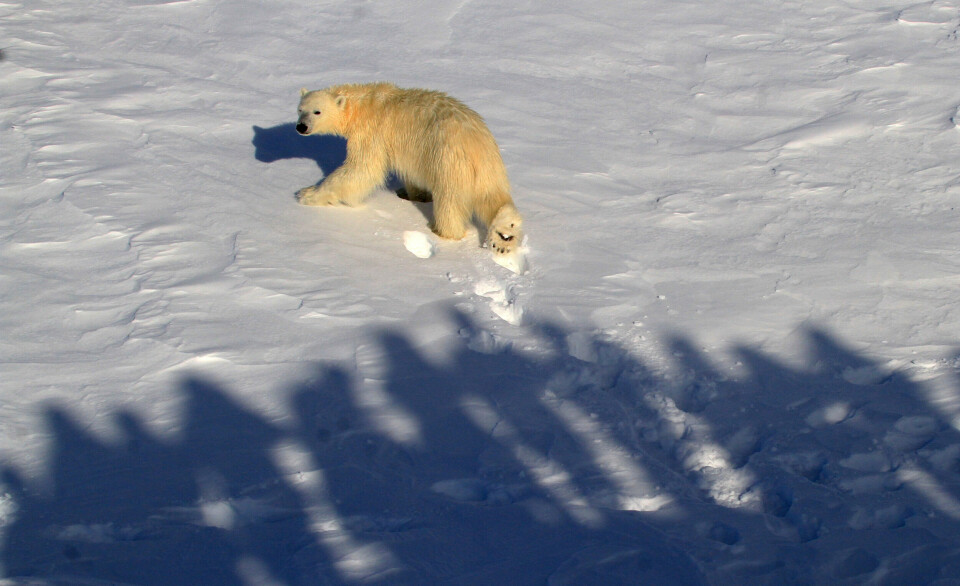 Da denne isbjørnen ble fotografert, var nok både de tobeine og den firbeinte modellen veldig nysgjerrige på hverandre. Å få oppleve en isbjørn på nært hold kan det bli slutt på om det nye lovforslaget fra Klima- og miljødepartementet vedtas.