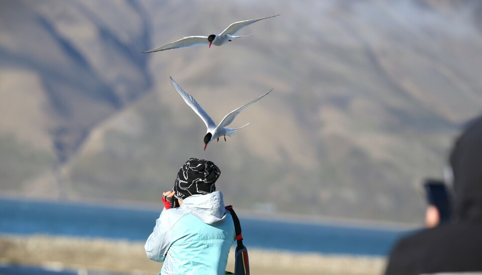 Klagerne påstår at turfølget forstyrret dyrelivet på utilbørlig vis. Bildet viser en situasjon som oppsto da ternene ville beskytte seg.