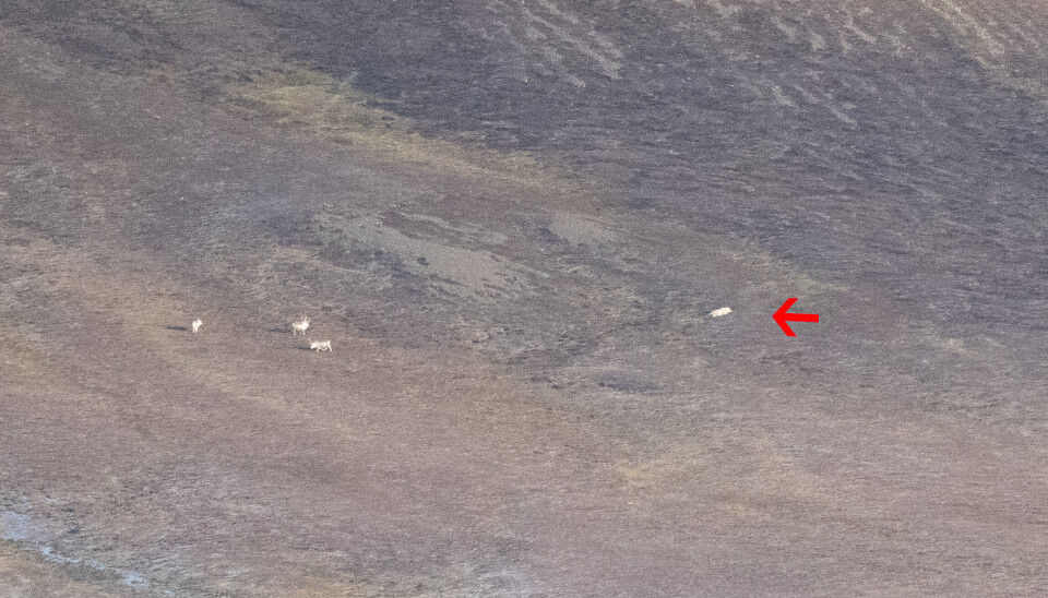 Like i nærheten av flere rein la bjørnen seg til å sove.