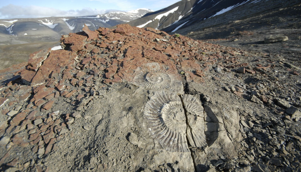 Blekksprutskall (ammonitter) på Knorringfjellet