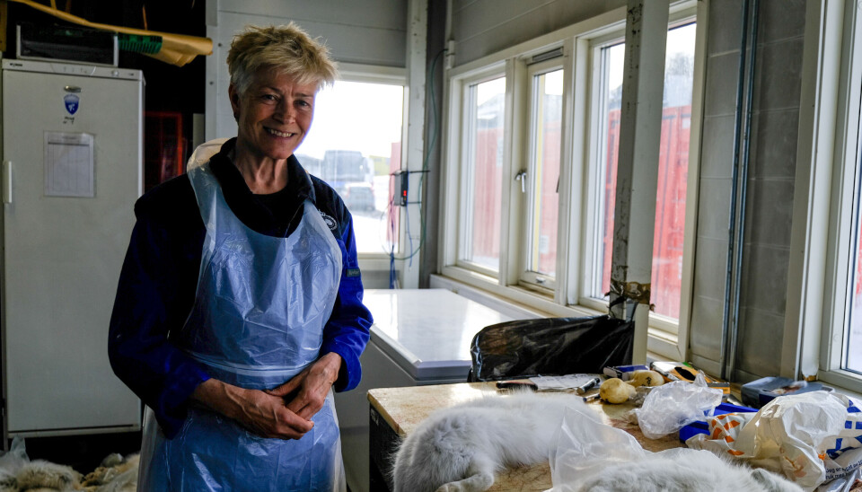 Når det blir varmere, øker sannsynligheten for at østmarkmusen - og dermed museparasitten - sprer seg, ifølge biolog Eva Fuglei.