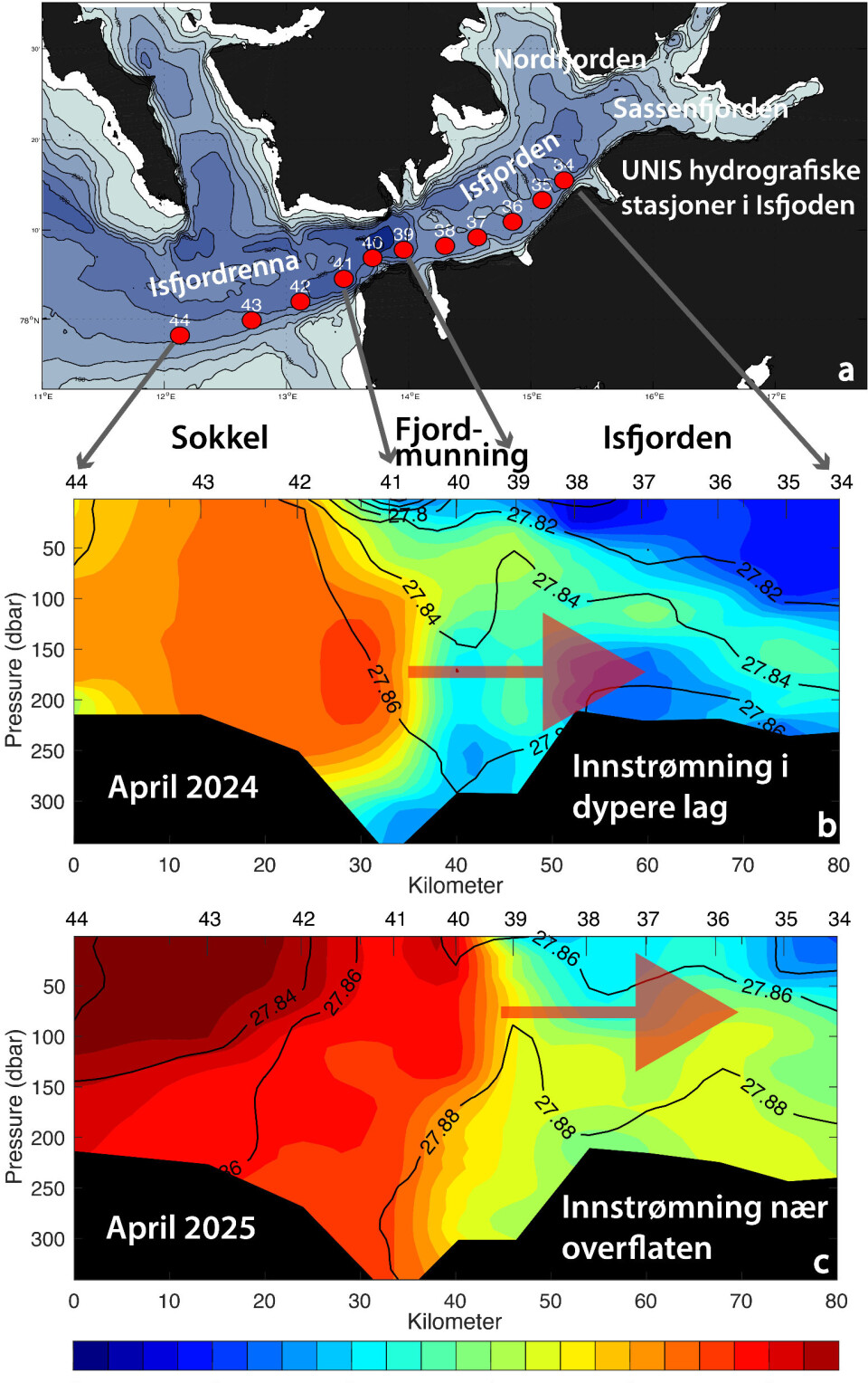 Figur 1: Kart og oversikt over noen av de faste hydrografiske stasjonene Unis repeterer hvert år i Isfjorden, og på sokkelen utenfor (a). Deretter temperatur i Isfjorden fra vinteren 2024 (b) og vinteren 2025 (c). Stasjon 44 (til venstre) er i Isfjordrenna og stasjon 41 ligger ved munningen av Isfjorden, nær Isfjord Radio. Stasjon 38 til stasjon 34 (til høyre) dekker ytre del av Isfjorden. Fargeskala viser temperatur (celcius) og svarte konturlinjer viser vannets tetthet/tyngde. De røde pilene indikerer i hvilket dyp det varme vannet strømmer inn i Isfjorden.