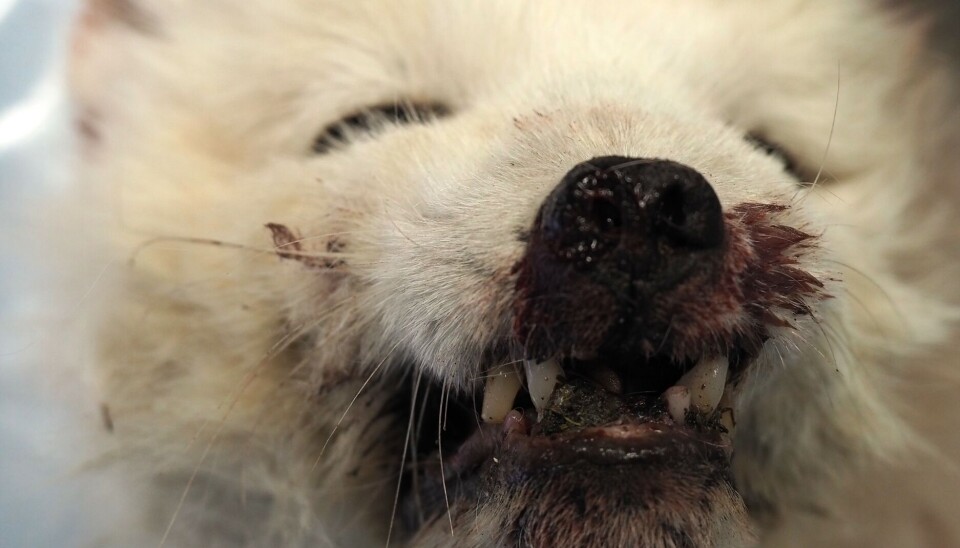 Rev med rabies funnet i Pyramiden. Reven manglet de fleste framtennene og hadde store sår i munnslimhinnen.