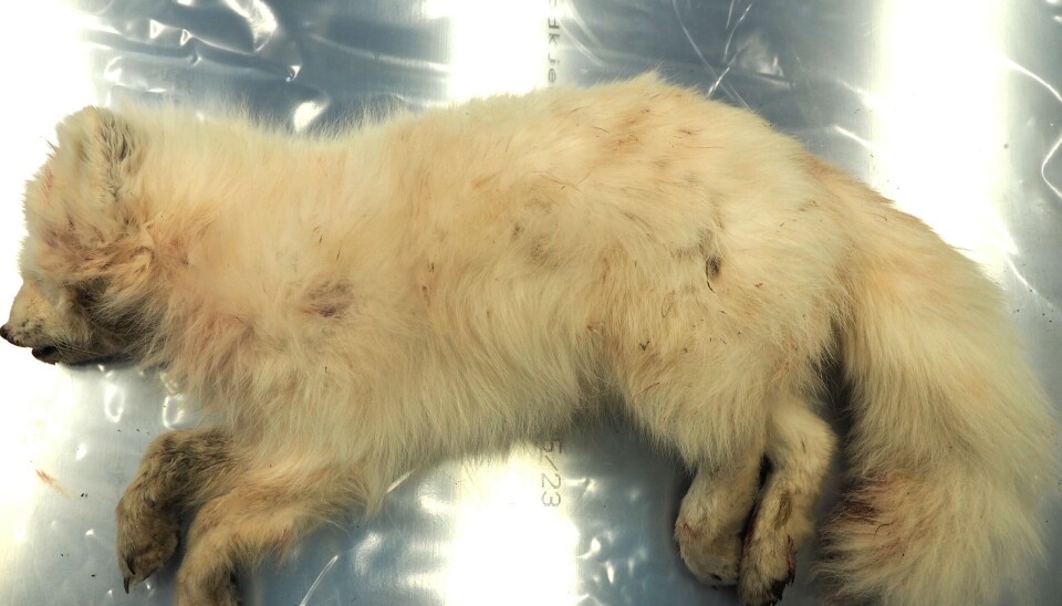 Sysselmesterensendte kadaveret til Veterinærinstituttet på Ås for rabiesundersøkelse